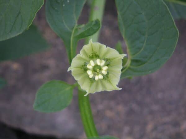 Jaltomata Procumbens