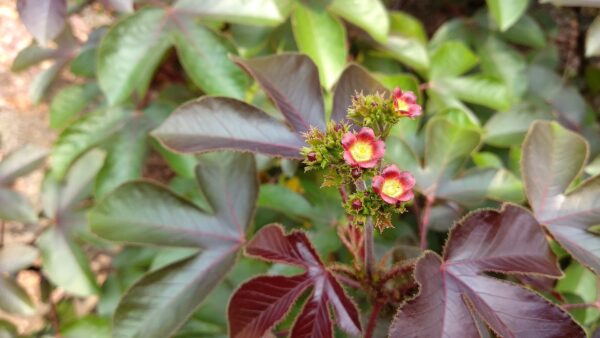 Sort krabbebusk - Jatropha gossypiifolia. - Image 2