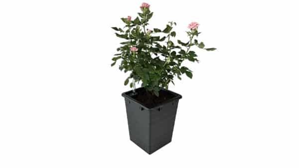 Homefarm - Planter 1 - Selvvandingspotte - Billede 5