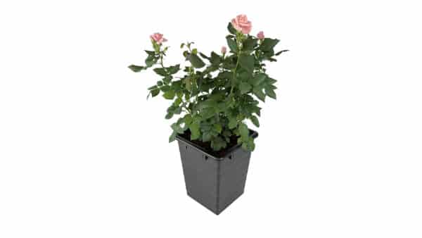 Homefarm - Planter 1 - Selvvandingspotte - Billede 4