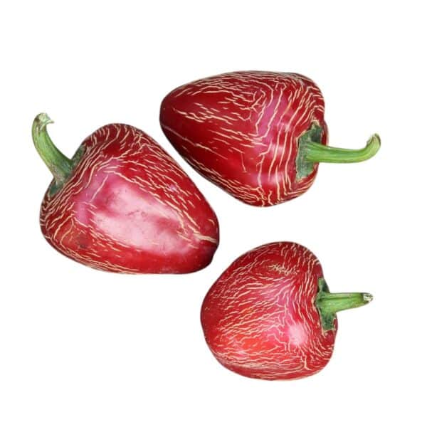 Jalapeno Dieguito - C. annuum