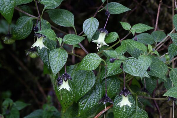 Jaltomata Viridiflora