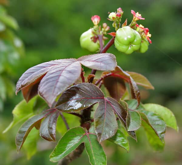 Sort krabbebusk - Jatropha gossypiifolia.