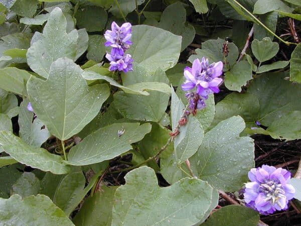 Kudzu - Pueraria Montana