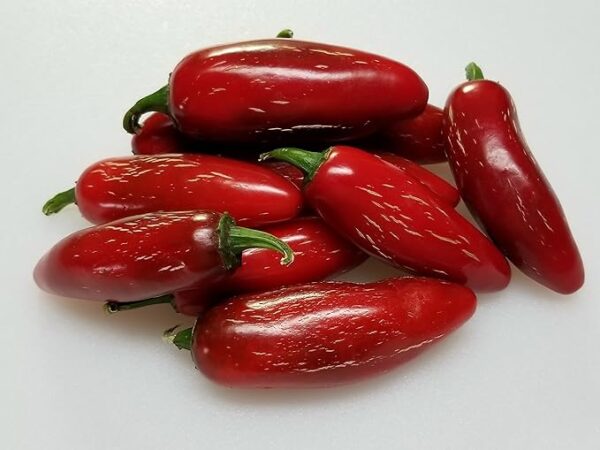 Jalapeno Zapotec - C. annuum
