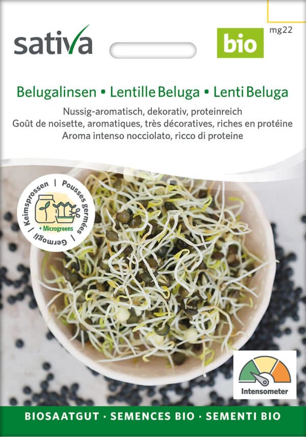 Øko / Biodynamisk beluga linse spire frø til mikro grønt