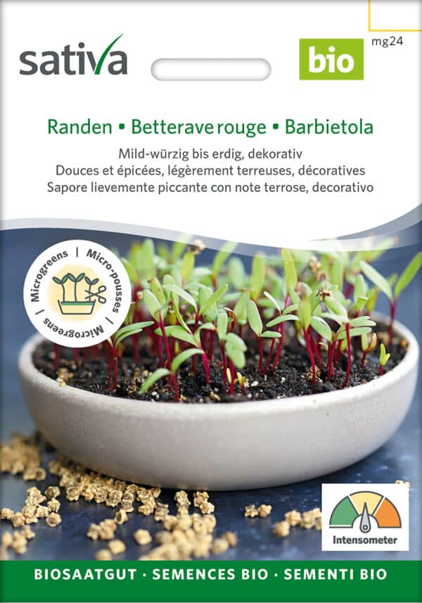 Øko / Biodynamisk rødbede spire frø til mikro grønt