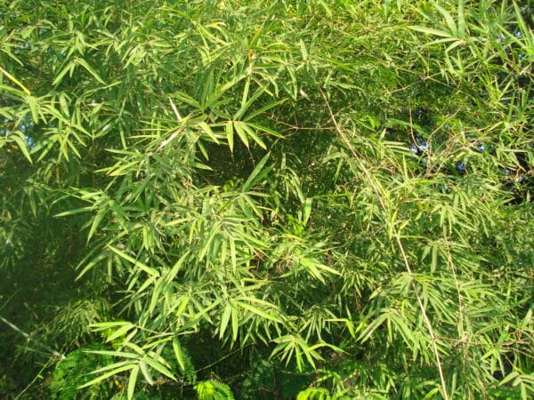 Indisk Bambus - Dendrocalamus strictus