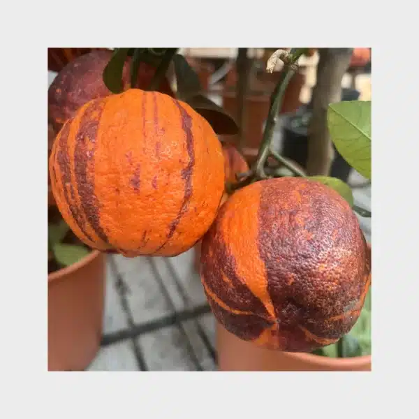 Arcobal - Citrus meyeri x sinensis - Image 3
