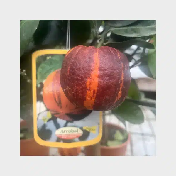 Arcobal - Citrus meyeri x sinensis