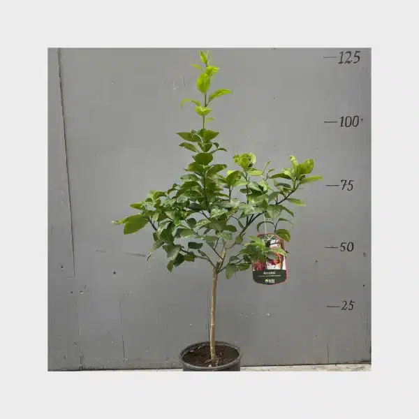 Arcobal - Citrus meyeri x sinensis - Image 4