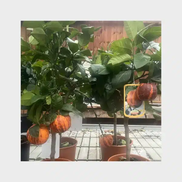 Arcobal - Citrus meyeri x sinensis - Image 2