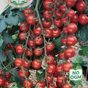 Cherrytomat - Ciliecino a Grappolo - Solanum Lycopersicum L -  Italia