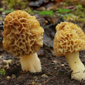 Morkler mycelium