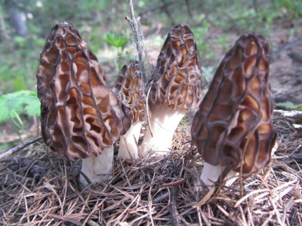 Morkler mycelium - Image 3