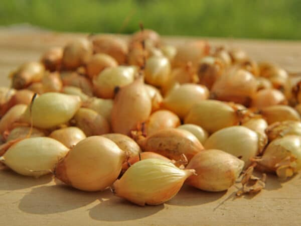 Vinterløg - Senshyu Yellow - Sætteløg 250g