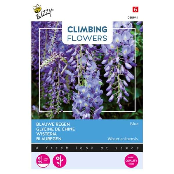 Blåregn - Blue - Wisteria sinenses