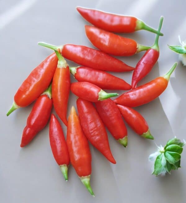 Aji Challuaruro - C.Baccatum