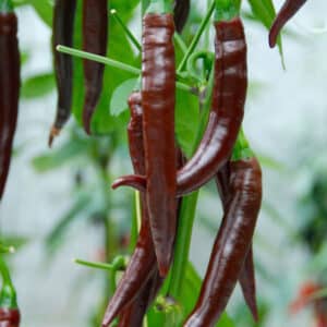 Cayenne Brown - C.Annuum