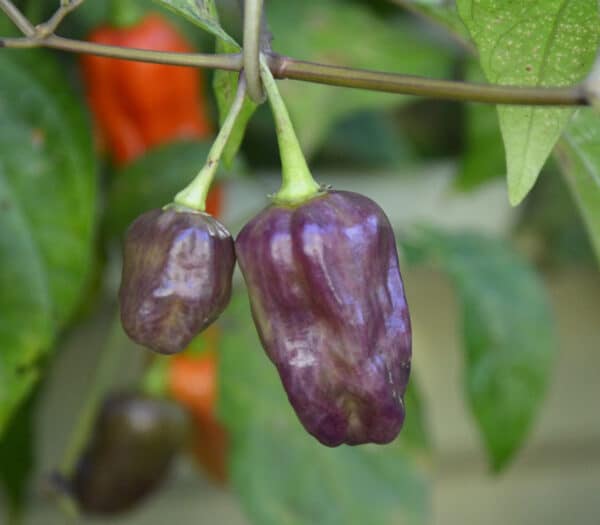 Purple Naga Viper - C.Chinense