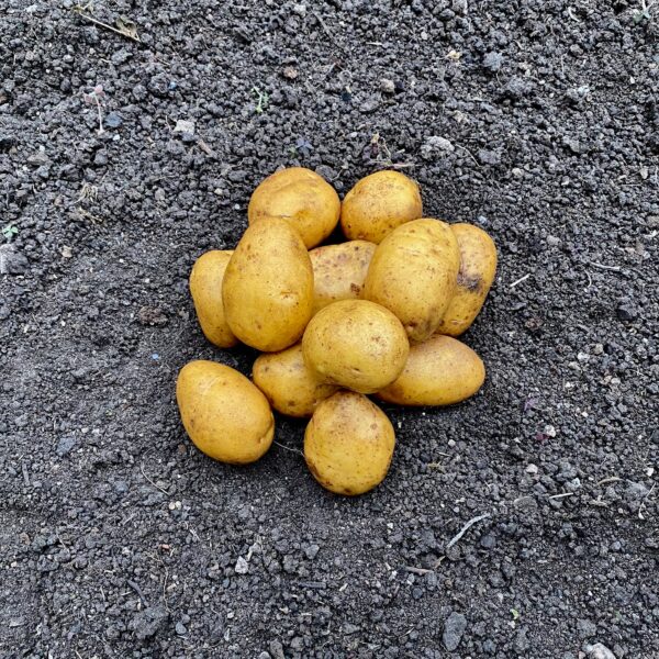 Læggekartoffel - Belinda 1,5kg - BIO - NYHED 2025