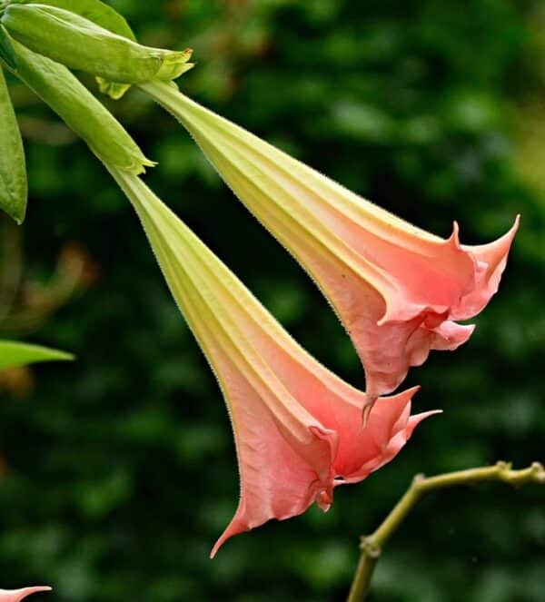 Engletrompet Mix - Brugmansia Mix