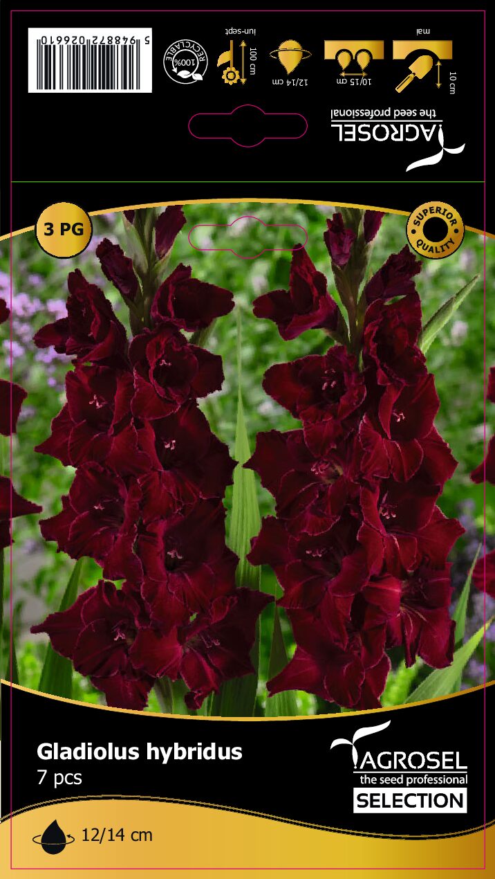 Gladiolus - Black Star - Løg