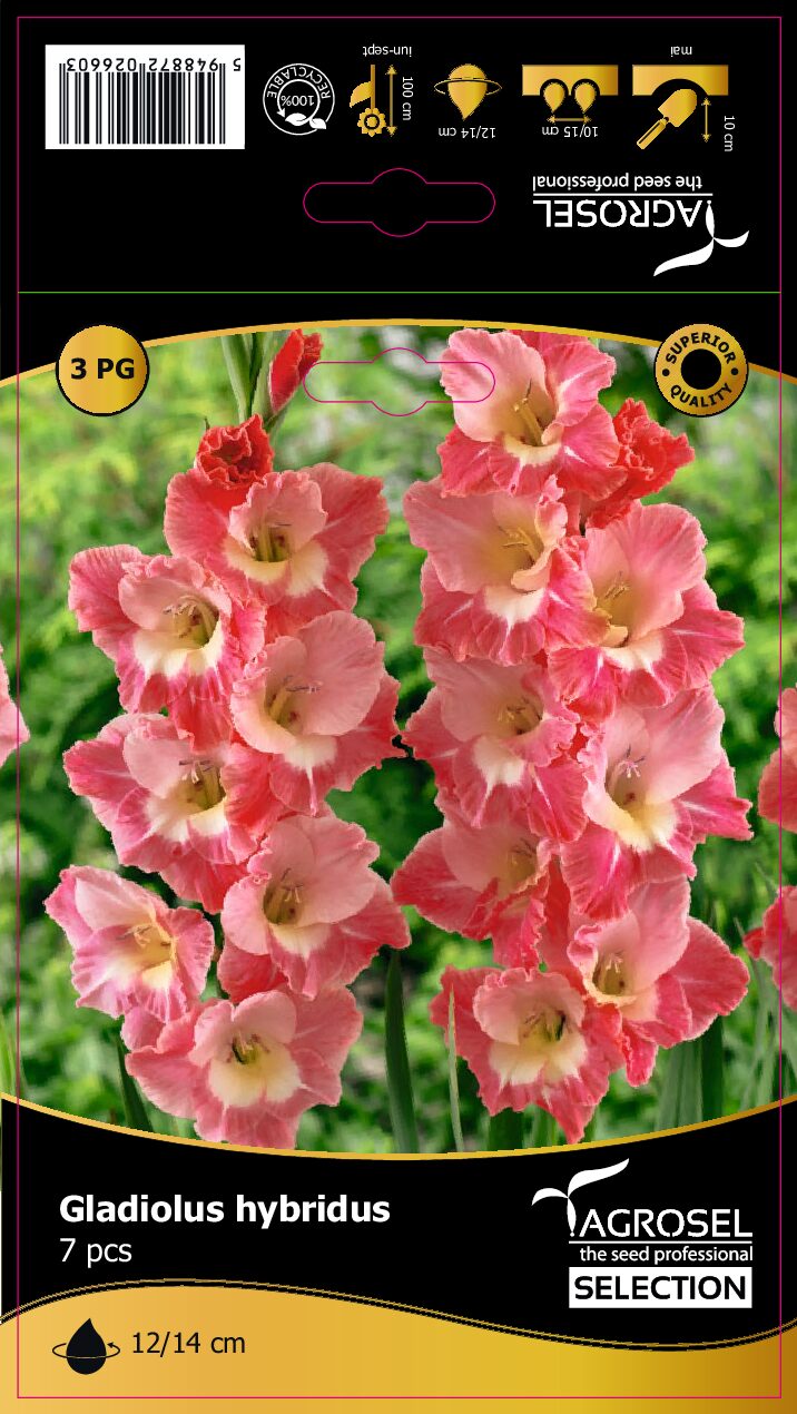 Gladiolus - Gerona - Løg