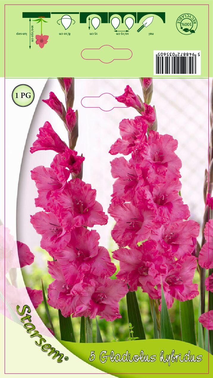 Gladiolus - Kingston Ruffle - Løg