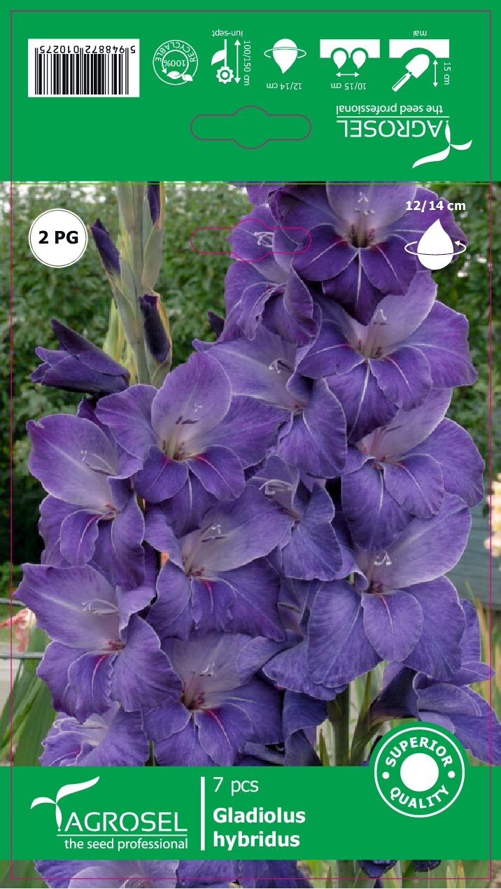 Gladiolus - Blue - Løg