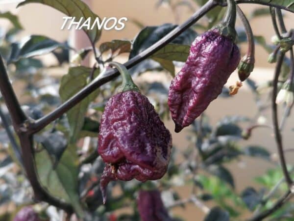 Thanos - C.Chinense - Billede 3