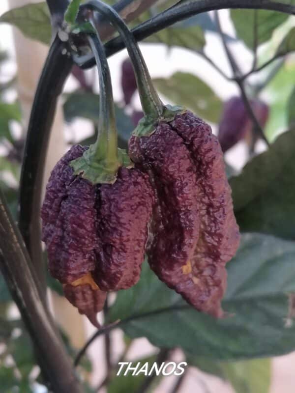 Thanos - C.Chinense