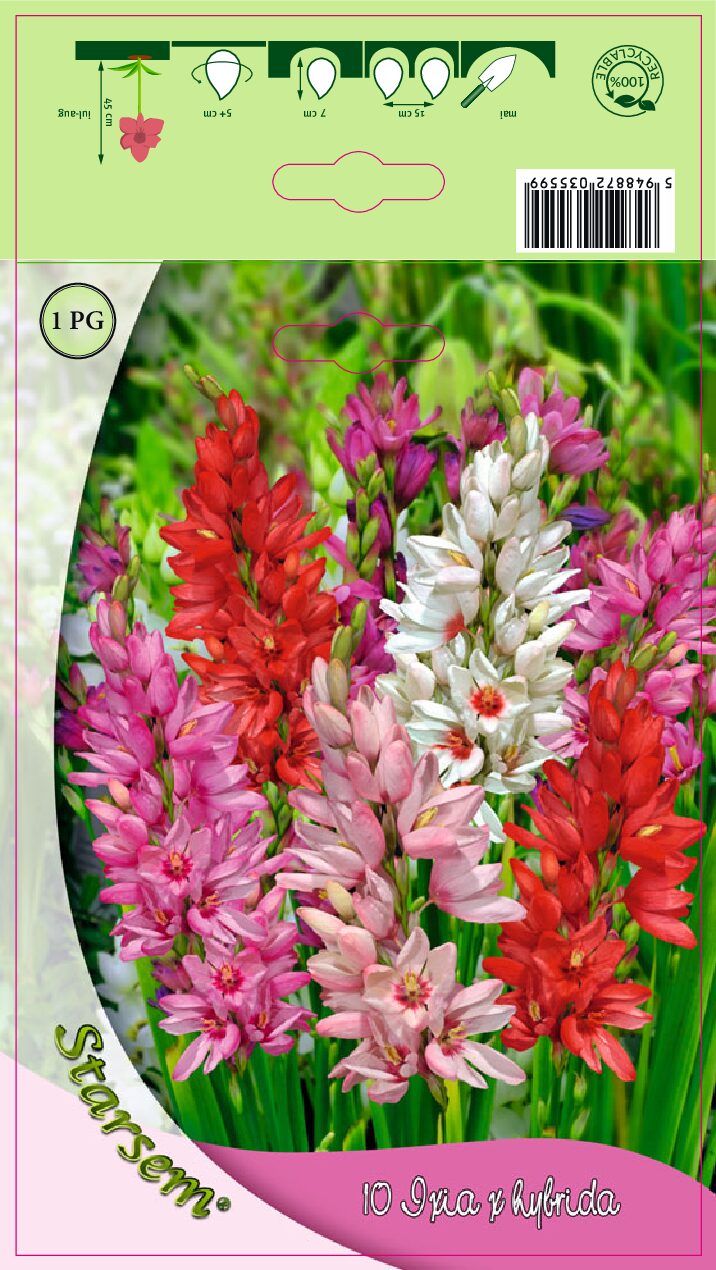 Majblomst - Ixia bicolor - løg