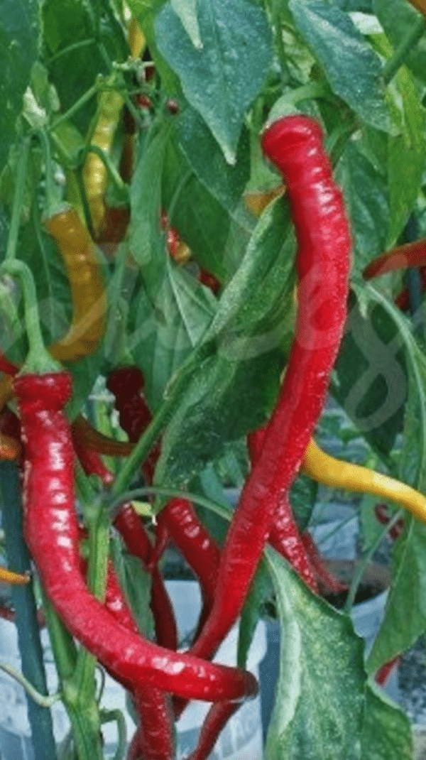  Chorbadhijski C.Annuum