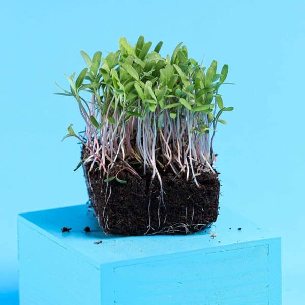 Mikro grønt - Pink Tagetes