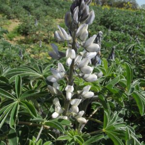 Spiselig Hvid lupin - Lupinus Albus - 100 GRAM