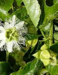 Passiflora Maliformis Bjarne's frø og planter